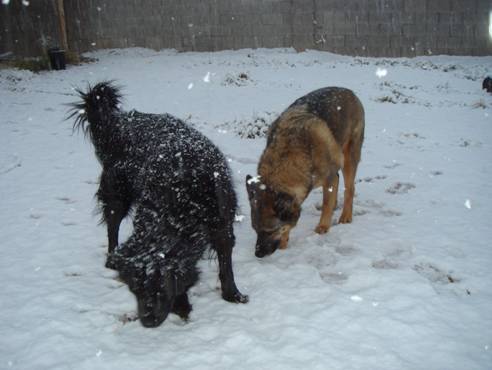 3Dogs